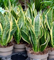 Snake Plants