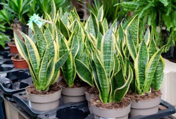 Snake Plants