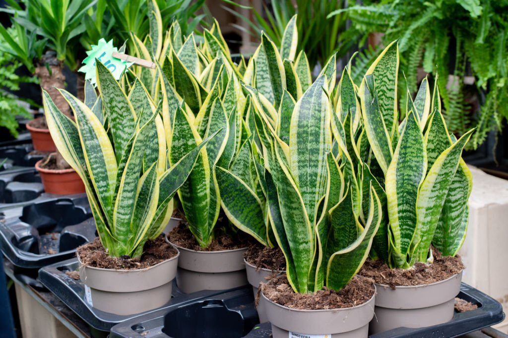 Snake Plants